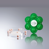 Evercell Cell Vital Cell Charger 18ml Serum (Collagen Essence 50,000 PPM Stem Cell Culture Extract)