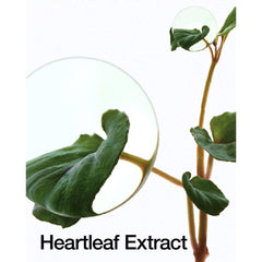 Soonsu Beauty Heartleaf 70% Daily Lotion front view
