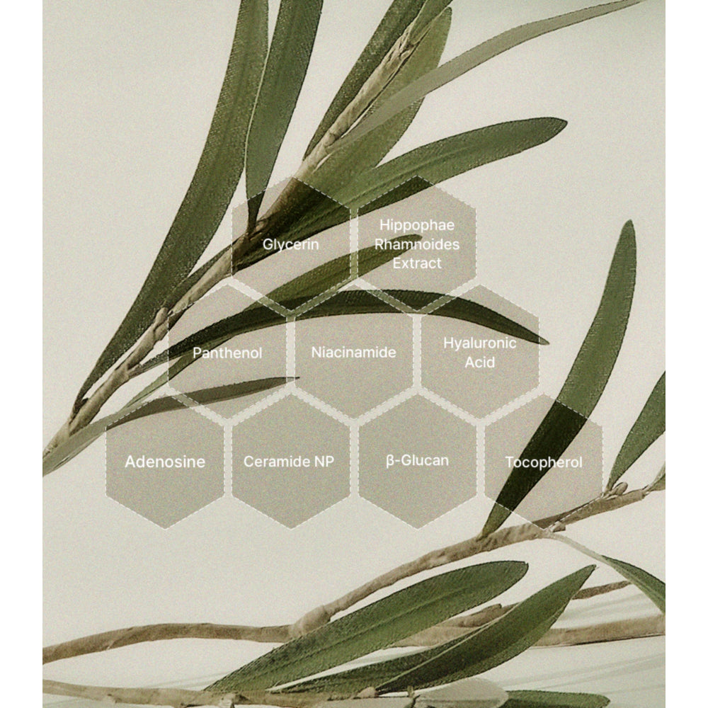 Olive branch with labeled hexagonal boxes containing skincare ingredient names on a beige background