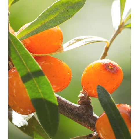 I'm From Vitamin Fruit Serum 30ml