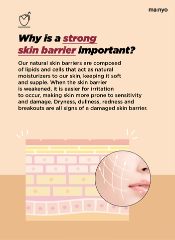 Soonsu Beauty Bifida Biome Ampoule Toner application use