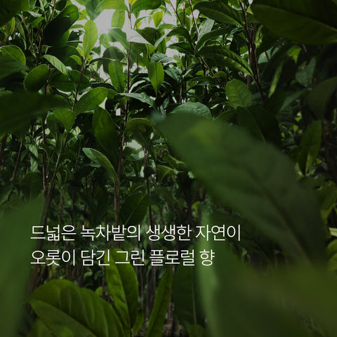 innisfree Isle Number Home Fragrance [Green Tea Essence] 100g (Oil 9ml)