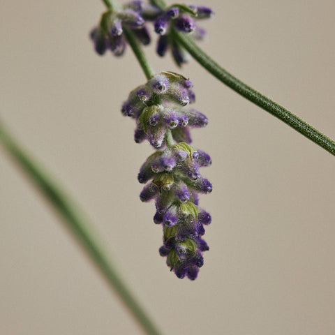 Aromatica Surren Diffuser Lavender & Lavandin Refill 200ml