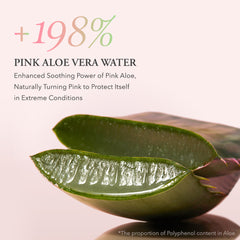 Pink aloe vera leaves with text about pink aloe vera water on a light pink background