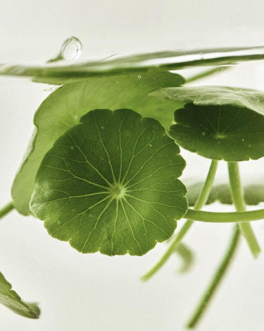 Beauty of Joseon Centella Vita Serum 30ml