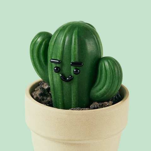 Donggubat Cactus All-in-One Perfume Bar Set (120g each)