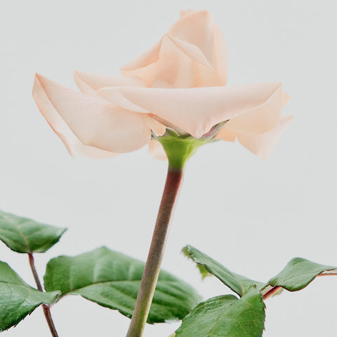 Huxley Hair Perfume Rose Picker 25ml