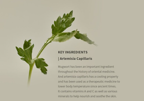 Beauty of Joseon Matte Sun Stick Mugwort + Camelia 18g